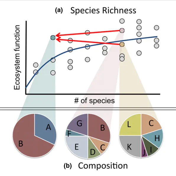 Graph showing number of species on the x and ecosystem function on the y with a positive concave down relationship