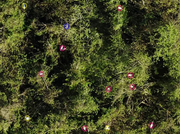 Picture of trees from above with birds highlighted by colored circles